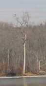That's an eagle up there