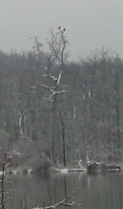 Eagles on Pohick Bay