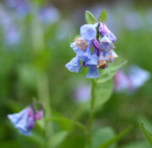 Photo of bluebells